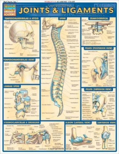 JOINTS & LIGAMENTS