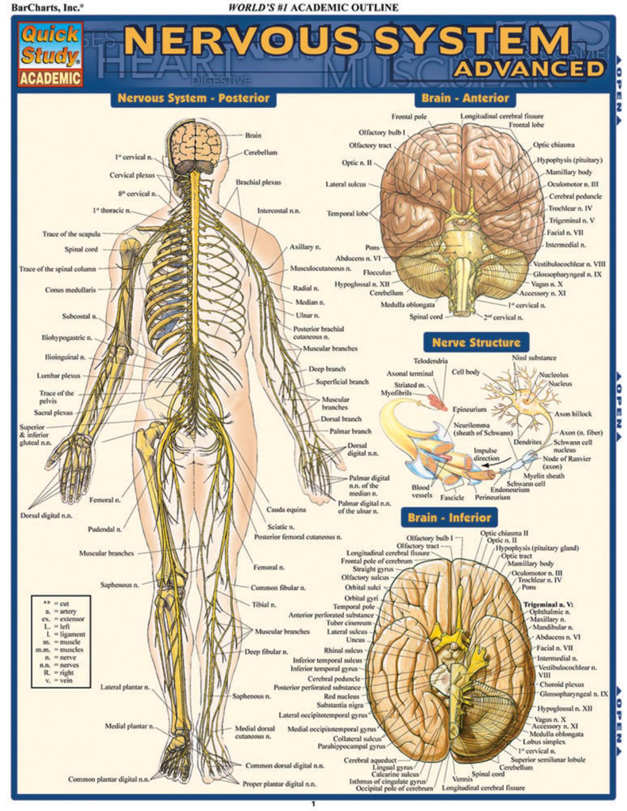 NERVOUS SYSTEM ADV