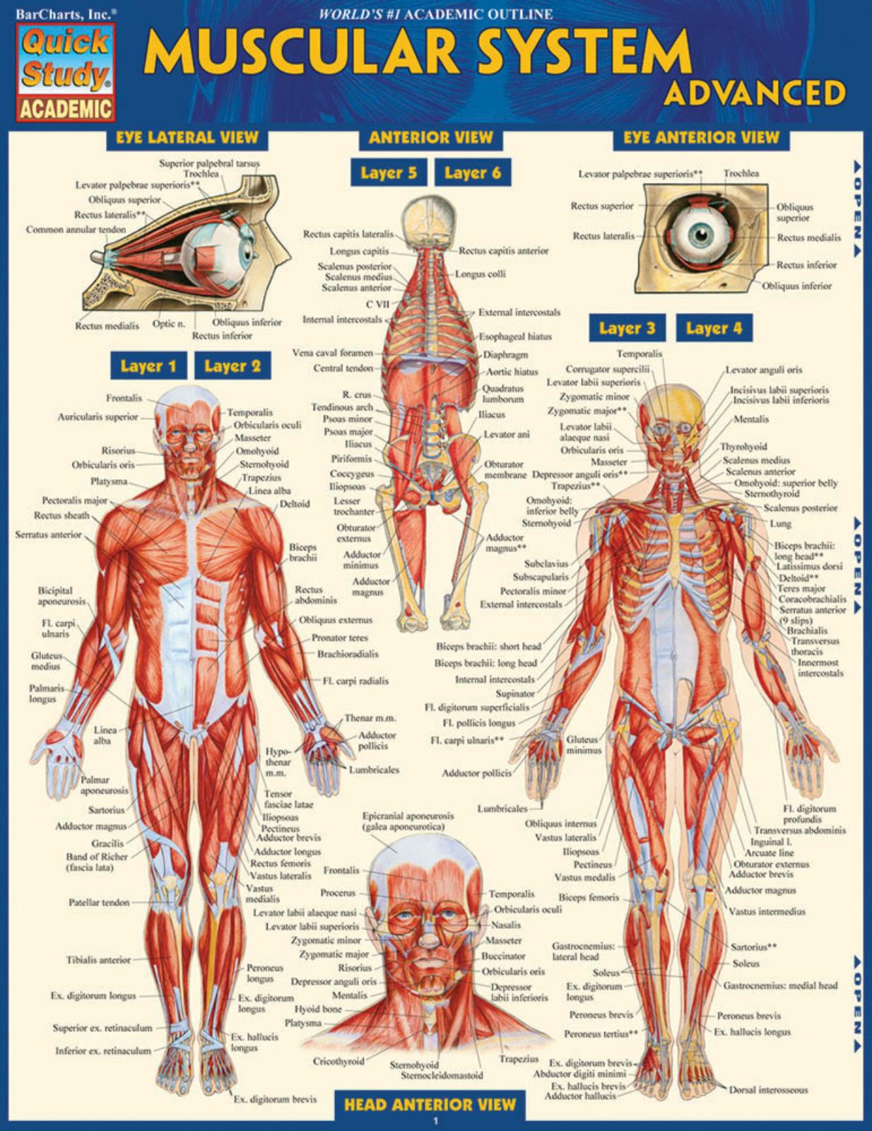 MUSCULAR SYSTEM ADVANCED