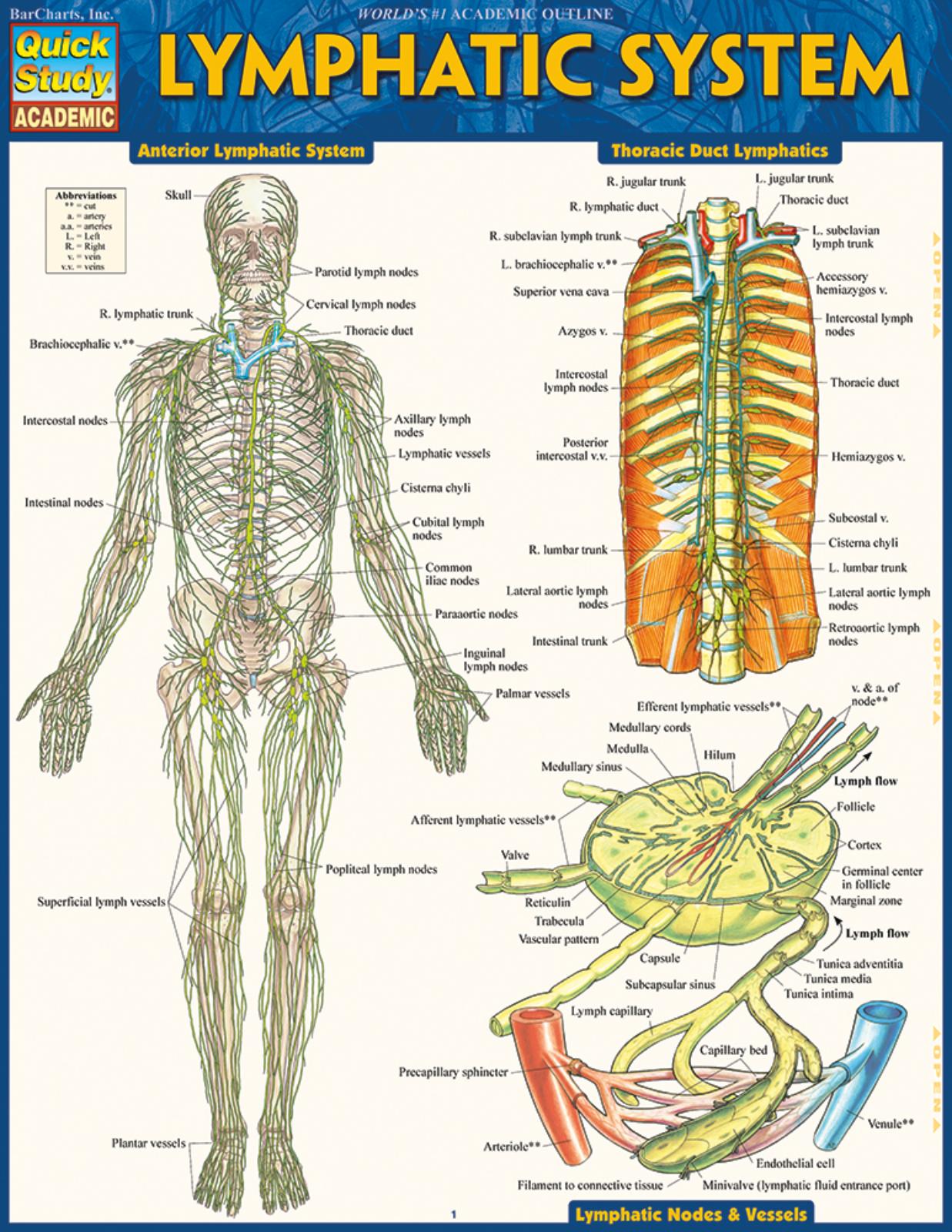 LYMPHATIC SYSTEM