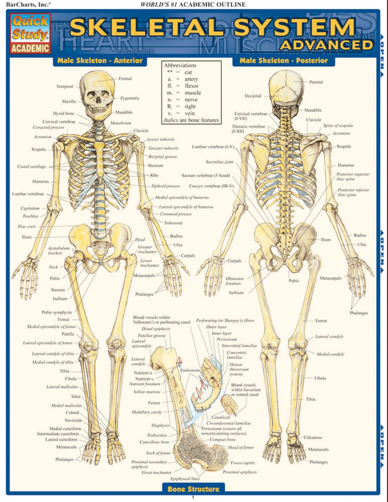 SKELETAL SYSTEM  ADVANCED