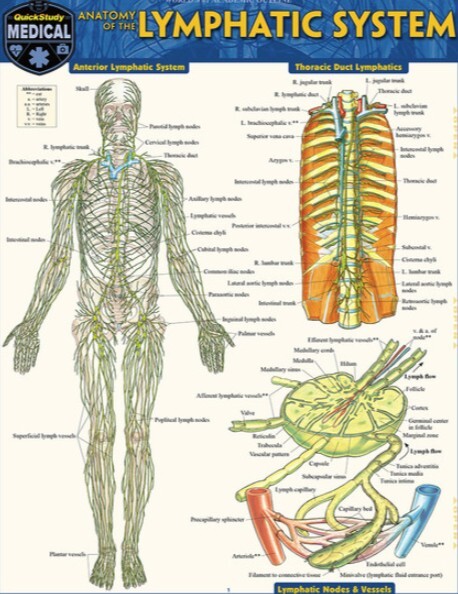 ANATOMY OF THE LYMPHATIC