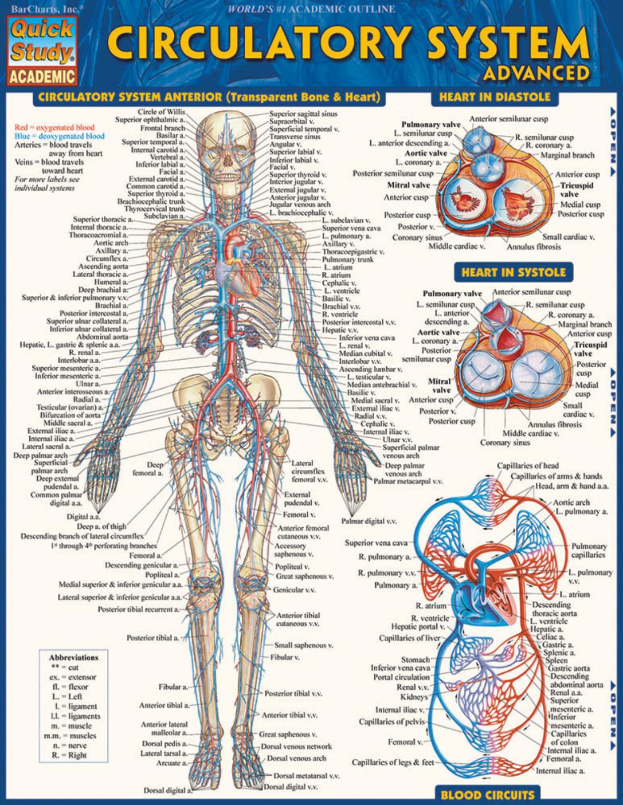 CIRCULATORY SYSTEM - ADV