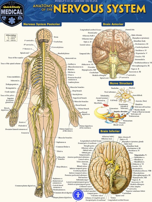 ANATOMY OF THE NERVOUS SY