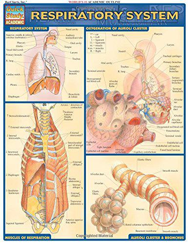 RESPIRATORY SYSTEM