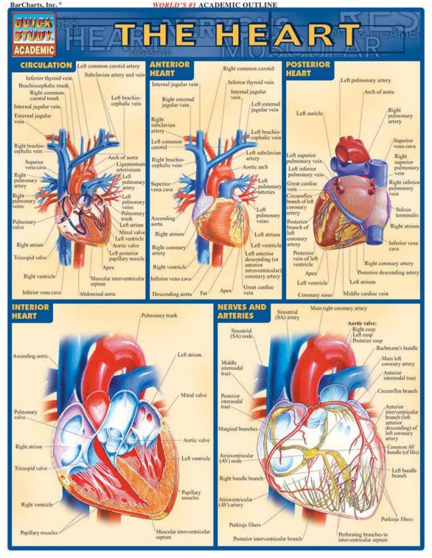 Anatomy & Physiology