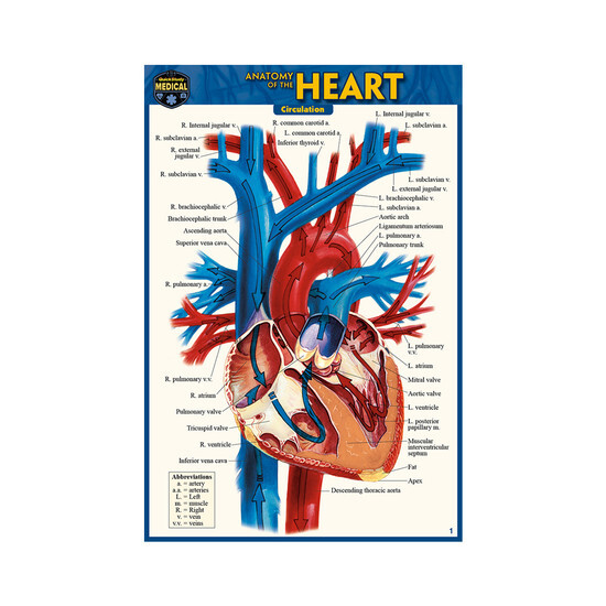 ANATOMY OF THE HEART LAMI