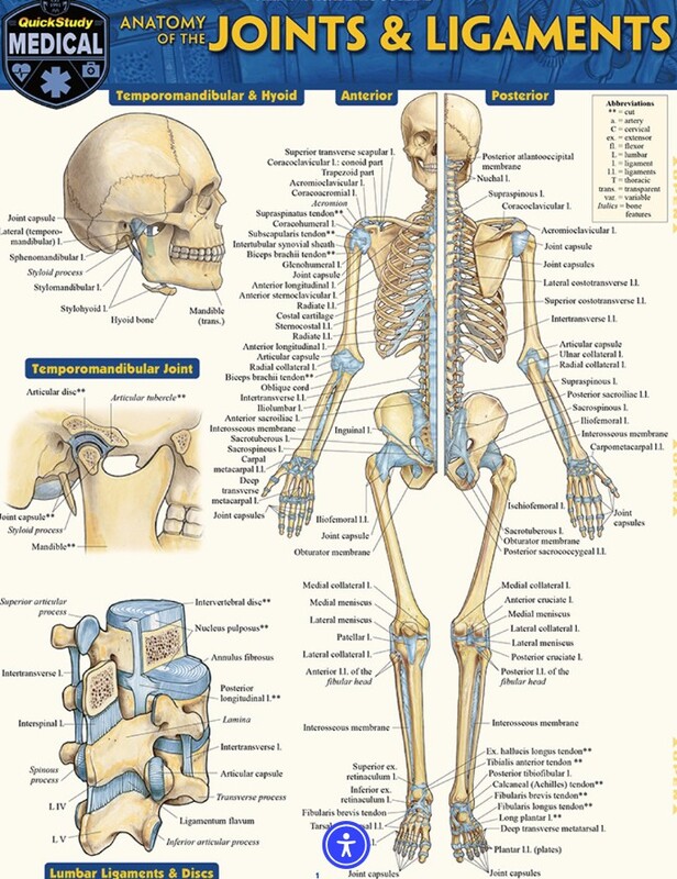 ANATOMY OF JOINTS & LIGAM