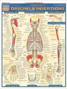 1572227540 Muscular Origins & Insertions