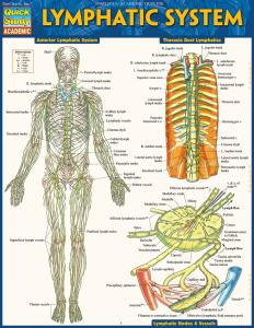 9781423233183 Lymphatic System