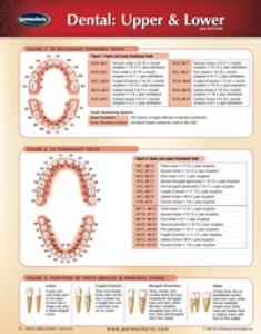 1554310156 Dental Upper/Lower (Chart)