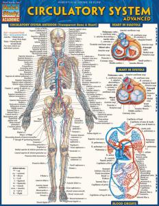 9781423220305 Circulatory System - Advanced