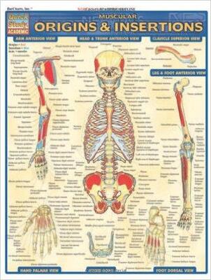 Muscular Origins & Insertions