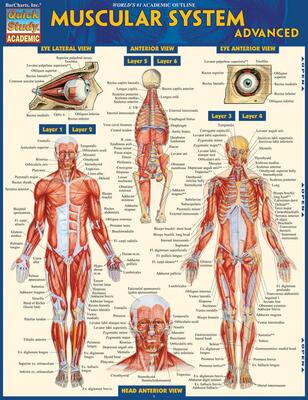 Muscular System - Advanced