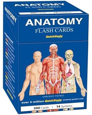 Anatomy Flash Cards