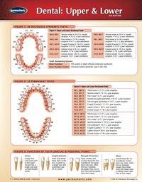 Dental Upper/Lower (Chart)