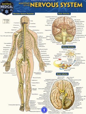 Anatomy Of The Nervous System